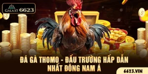 Đá Gà Thomo - Đấu Trường Hấp Dẫn Nhất Đông Nam Á