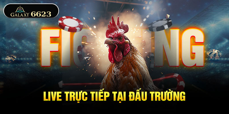 Live trực tiếp tại đấu trường 