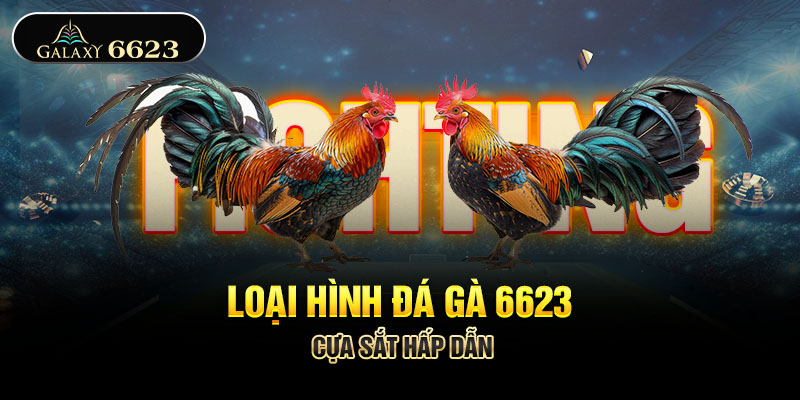 Loại hình đá gà 6623 cựa sắt hấp dẫn