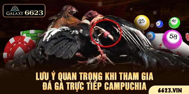 Lưu ý quan trọng khi tham gia đá gà trực tiếp Campuchia