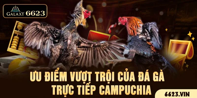 Ưu điểm vượt trội của đá gà trực tiếp Campuchia